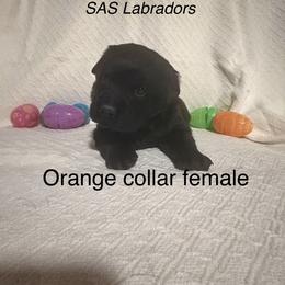 Girl 2 - Black female Labrador Retriever puppy in Wittmann, Arizona from AM Labradors