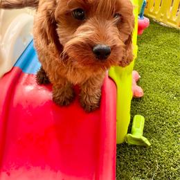 Vino (male - orange collar) - Red male Cavapoo puppy in Gilbert, Arizona from Azteddybeardoodles