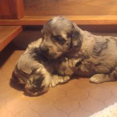 Bergamasco Sheepdog Puppies from Spellbound Bergamascos
