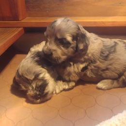 Bergamasco Sheepdog Puppies from Spellbound Bergamascos