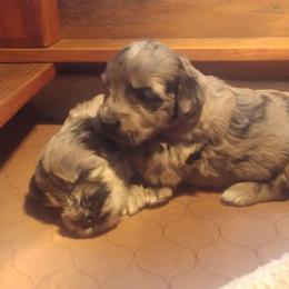 Bergamasco Sheepdog Puppies from Spellbound Bergamascos