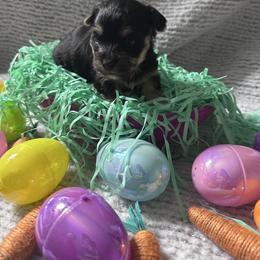 Cashew - Black and tan male Morkie puppy in Arlington, Texas from Paw Paradise 82