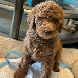Poodles from Authentic Breed