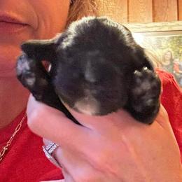Boy 1 - Black and white male Cocker Spaniel puppy in Columbia, South Carolina from Fleur de Lis Cockers- Cuchna Cockers
