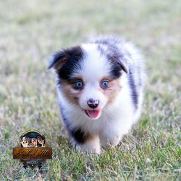 Reign 'Toy Size' - Blue merle male Miniature American Shepherd puppy in Granbury, Texas from Best Little Aussies