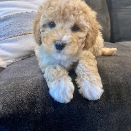Baby Saja - Apricot male Cavapoo puppy in Goshen, Utah from Perfect Pawzabilities