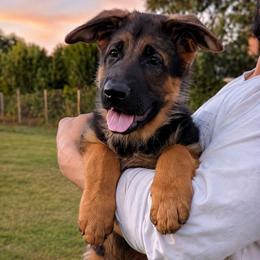 Yellow collar - Black and red female German Shepherd puppy in Stockton, California from Zaragoza German Shepherds
