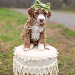 Rinse - Red  female Goldendoodle puppy in Whitesburg, Georgia from Asbury & Co Farms