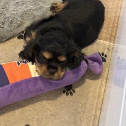 Oz (Ozzy) - Black and tan male Cavalier King Charles Spaniel puppy in Corpus Christi, Texas from Kings Cross Cavaliers