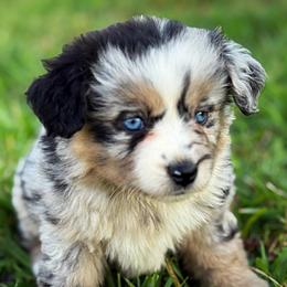 Serena - Blue merle female Miniature American Shepherd puppy in Smithville, Arkansas from Cooper Creek Aussies