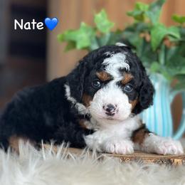 Nate - Black tri-color male Aussiedoodle puppy in Lancaster, Minnesota from Finney Ranch