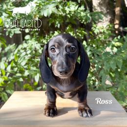 Ross - Black and tan male Dachshund puppy in Royse City, Texas from Truehearted Miniature Dachshunds