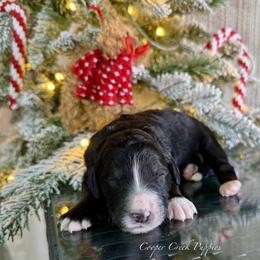Aliza - Tri-color female Bernedoodle puppy in Lowry City, Missouri from Cooper Creek Puppies