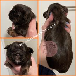 Shih Tzu Puppies from Shurbeez Shih Tzu