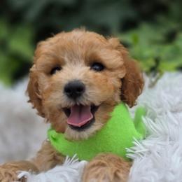 Ranger - Red  male Goldendoodle puppy in Payson, Utah from Missy Doodles