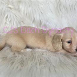 GOLDIE 4000 - Cream female Dachshund puppy in Gatesville, Texas from CJ's Dach Dynasty