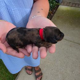 Legend - Dapple male Dachshund puppy in Mobile, Alabama from Ruff Patch Doxie Den