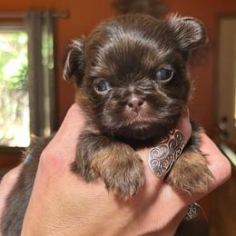 Fudge - Chocolate and tan male Shih Tzu puppy in Nekoosa, Wisconsin from Brox Acres House of Fur LLC
