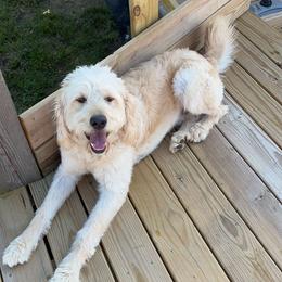 Mav - Goldendoodle