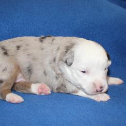 Sage- Full Tail - Blue merle male Miniature American Shepherd puppy in Hillsdale, Michigan from Faithwalk Aussies and Mini American Shepherds