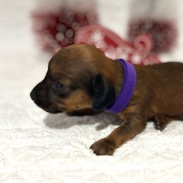 Girl Purple - Red Dachshund puppy in Modesto, California from Lola’s Doxies