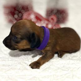 Girl Purple - Red Dachshund puppy in Modesto, California from Lola’s Doxies