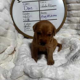 Dove- purple collar - Yellow female Labrador Retriever puppy in Troy, South Carolina from Wicked Flyer Retrievers