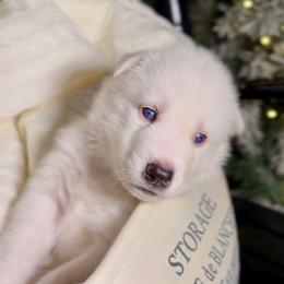 Almond - White male Siberian Husky puppy in Peoria, Arizona from Snowy Siberians