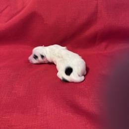 Bubbles - Black and white male Coton de Tulear puppy in Timber, Oregon from Sterling’s Sweet Cotons
