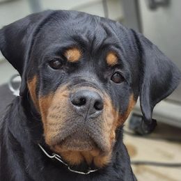 Rottweilers from Von Gogginhaus Rottweilers