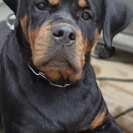 Rottweilers from Von Gogginhaus Rottweilers
