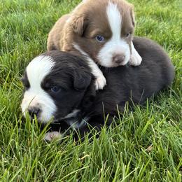 Olive - Black & white female Australian Shepherd puppy in Weston, Idaho from Cedarville Aussies