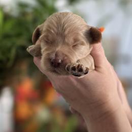 Fauna - Apricot female Goldendoodle puppy in Decatur, Tennessee from Diamond's Doodles
