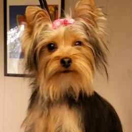 Yorkipoos and Yorkshire Terriers from Spirit Valley Family