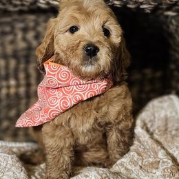 Anna - Red  female Goldendoodle puppy in Bonham, Texas from Happy Valley Puppies