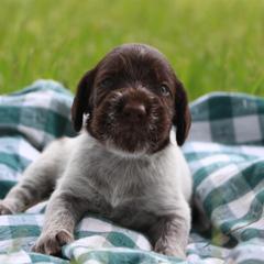 German Wirehaired Pointer Puppies from Afterhours German Wirehaired Pointers