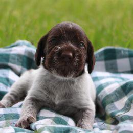 German Wirehaired Pointer Puppies from Afterhours German Wirehaired Pointers