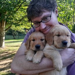 Golden Retriever Puppies from Hunnydew Goldens