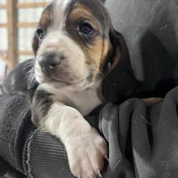 Boy 3 - Black brown and white male Basset Hound puppy in Noblesville, Indiana from Russell Bassets