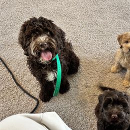 Australian Labradoodle Puppies from Sun Canyon Australian Labradoodles