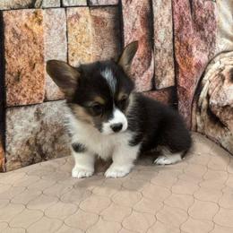 Girl 1 - Black and tan female Pembroke Welsh Corgi puppy in Visalia, California from VIP Stables