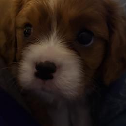 Chloe - Blenheim female Cavalier King Charles Spaniel puppy in Melbourne, Florida from Majestic Cavaliers of Melbourne FL