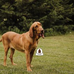 Luna Belle - Liver and tan female Bloodhound puppy in Wamego, Kansas from Flint Hills Hounds