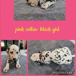 Pink - White and black female Dalmatian puppy in Pulaski, Tennessee from River Valley Forge Dalmatians