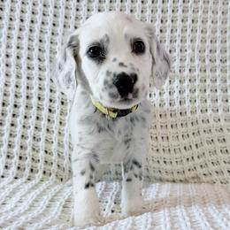 Pluto - White and black male Dalmatian puppy in Jefferson, Georgia from Spotted Jewels Dalmatians