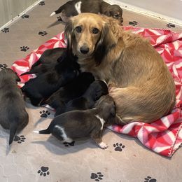 Lexus - Dachshund