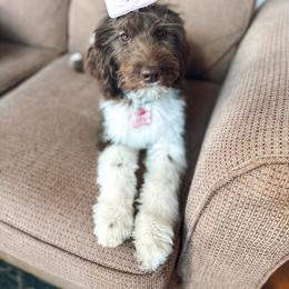 Goldendoodle Puppies from The W Doods