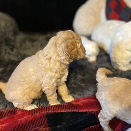 Goldendoodle Puppies from Smith Family Doodles