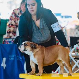 Ginger - Red Bulldog puppy in Ranger, Texas from Select Bulldogs