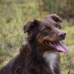 Hazel - Red tri-color female Australian Shepherd puppy in Darrington, Washington from Cart River Aussies